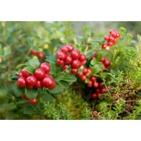Lingonberry